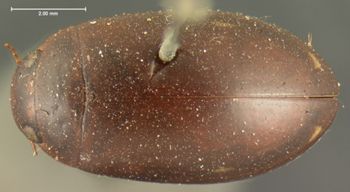 Media type: image;   Entomology 6041 Aspect: habitus dorsal view